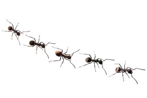 ant-trail.jpg