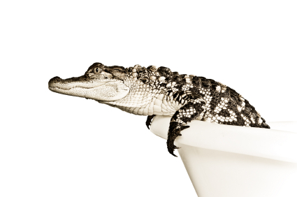 alligator+bathtub.jpg